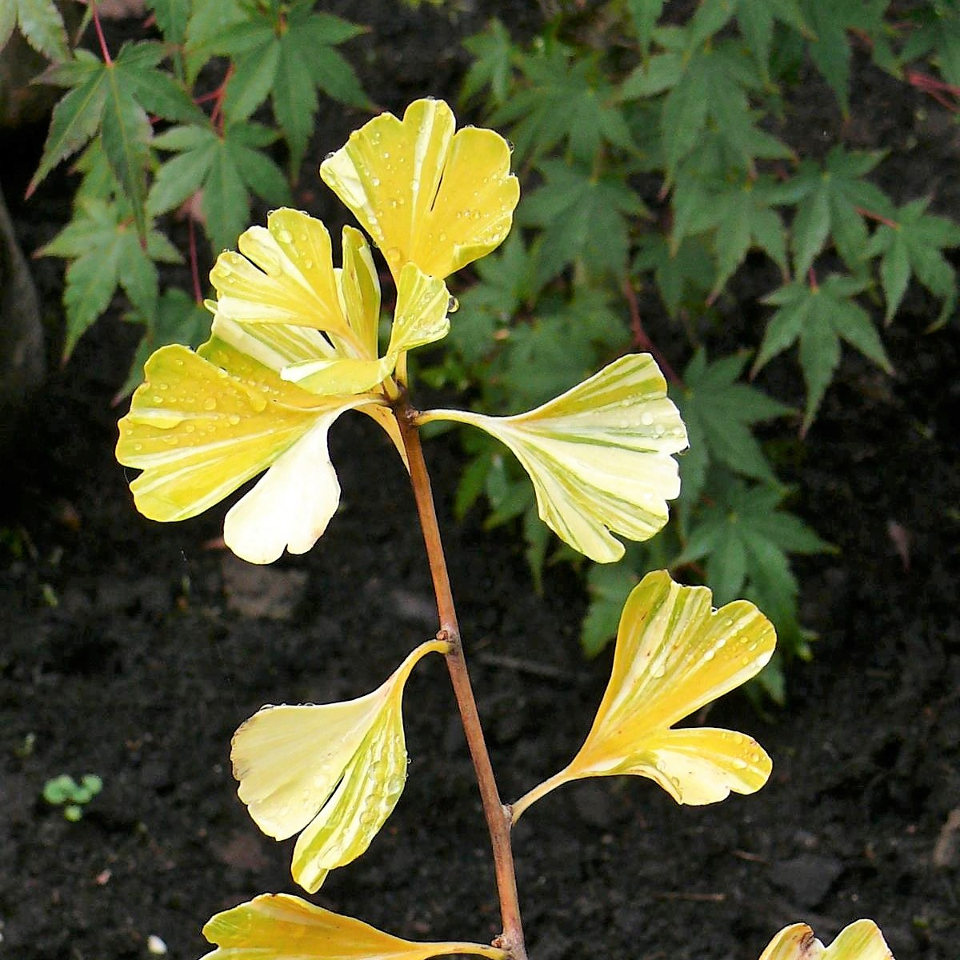 GINKGO BILOBA 40 varieties 2/2 Mundi Plantarum
